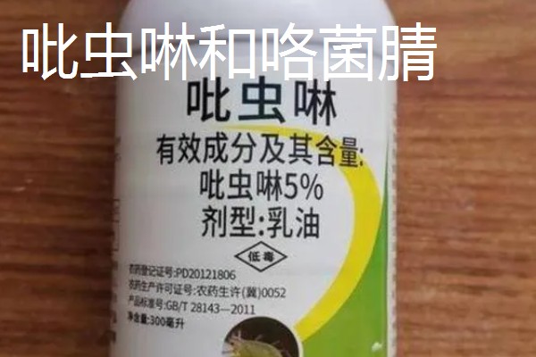 大蒜浸种用哪种药物,选择多菌灵、吡虫啉等药物可防治病虫害