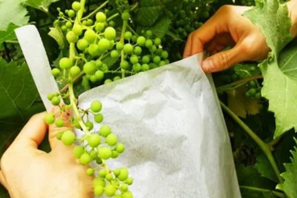 葡萄防虫方法,喷施对应药物见效快