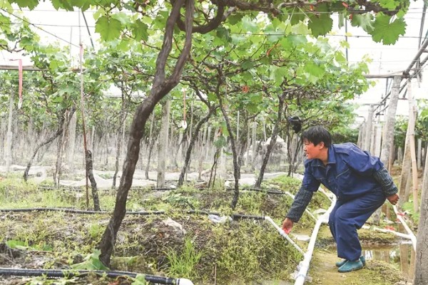 葡萄防虫方法,喷施对应药物见效快