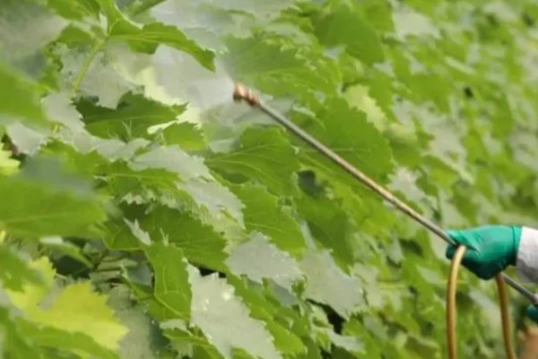 葡萄防虫方法,喷施对应药物见效快