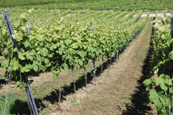 葡萄防虫方法,喷施对应药物见效快