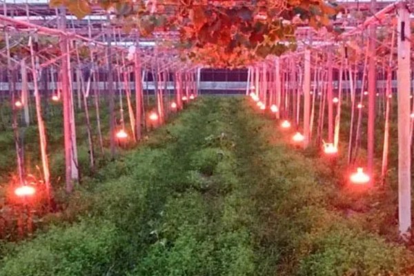 葡萄防虫方法,喷施对应药物见效快