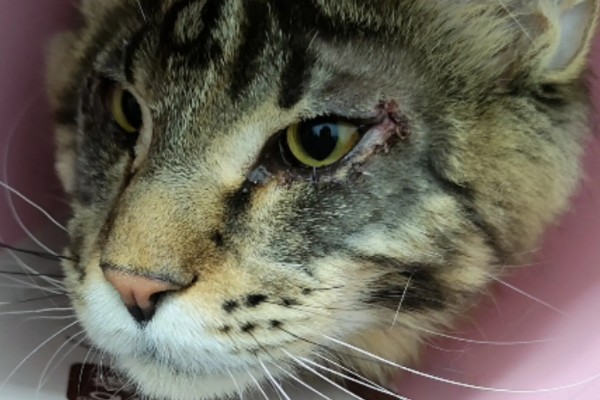 小猫眼睛为什么会流泪，可能是眼鼻受到刺激、鼻泪管堵塞等因素所致