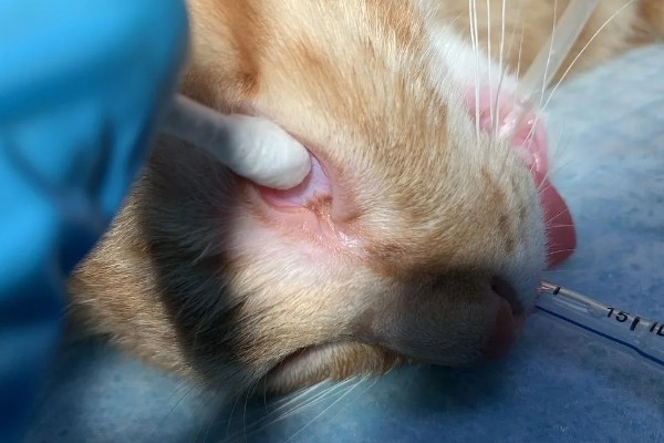 小猫眼睛为什么会流泪，可能是眼鼻受到刺激、鼻泪管堵塞等因素所致