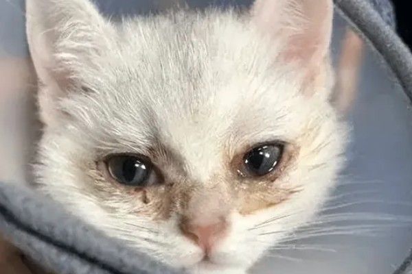 小猫眼睛为什么会流泪，可能是眼鼻受到刺激、鼻泪管堵塞等因素所致