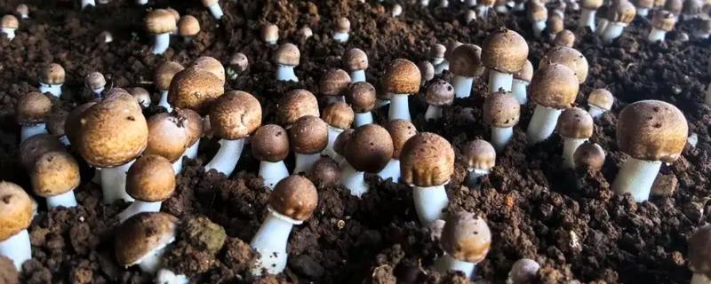 松茸菌如何种植，要及时浇水保持培养基湿润