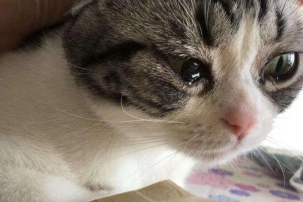 小猫眼睛为什么会流泪，可能是眼鼻受到刺激、鼻泪管堵塞等因素所致