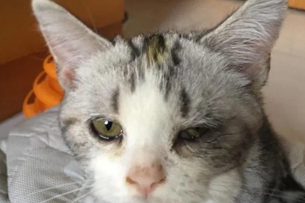 小猫眼睛为什么会流泪，可能是眼鼻受到刺激、鼻泪管堵塞等因素所致