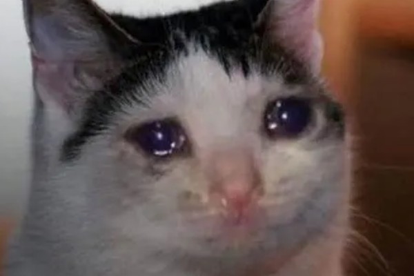 小猫眼睛为什么会流泪，可能是眼鼻受到刺激、鼻泪管堵塞等因素所致