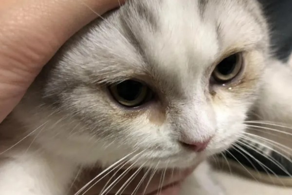 小猫眼睛为什么会流泪，可能是眼鼻受到刺激、鼻泪管堵塞等因素所致