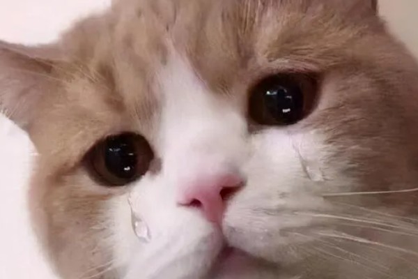 小猫眼睛为什么会流泪，可能是眼鼻受到刺激、鼻泪管堵塞等因素所致