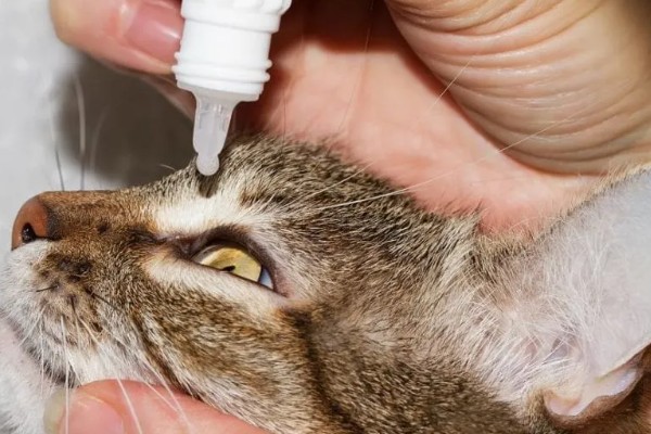 小猫眼睛为什么会流泪，可能是眼鼻受到刺激、鼻泪管堵塞等因素所致