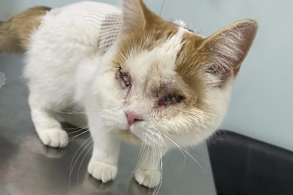 小猫眼睛为什么会流泪，可能是眼鼻受到刺激、鼻泪管堵塞等因素所致