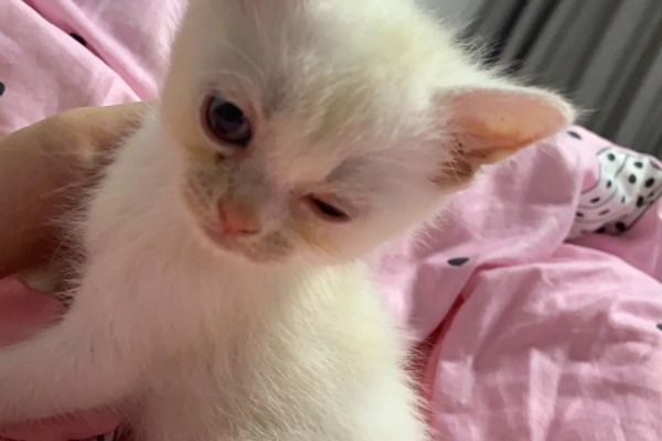 小猫眼睛为什么会流泪，可能是眼鼻受到刺激、鼻泪管堵塞等因素所致