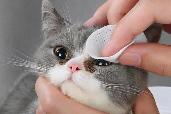 小猫眼睛为什么会流泪，可能是眼鼻受到刺激、鼻泪管堵塞等因素所致