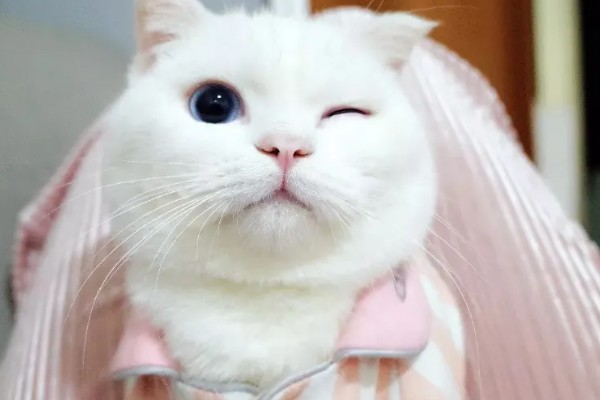 小猫眼睛为什么会流泪，可能是眼鼻受到刺激、鼻泪管堵塞等因素所致