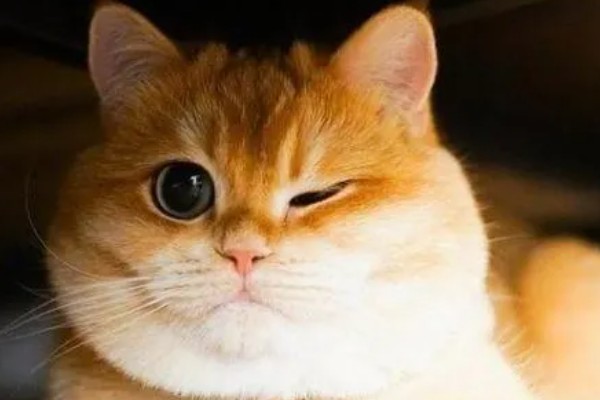 小猫眼睛为什么会流泪，可能是眼鼻受到刺激、鼻泪管堵塞等因素所致