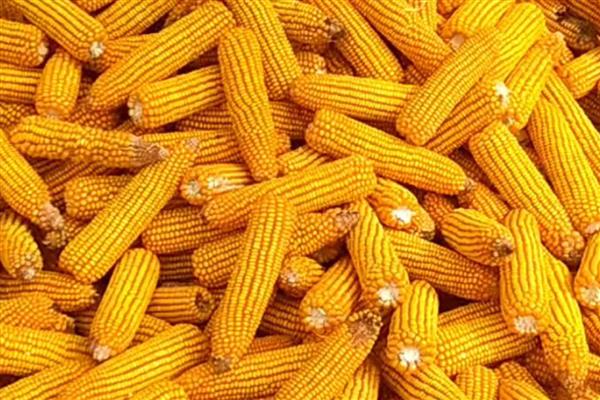 希优358玉米种的简介,夏播生育期为102-103天