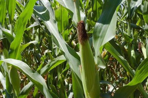 希优358玉米种的简介,夏播生育期为102-103天