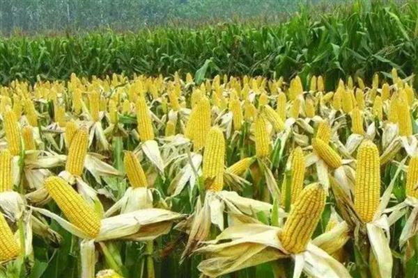 希优358玉米种的简介,夏播生育期为102-103天
