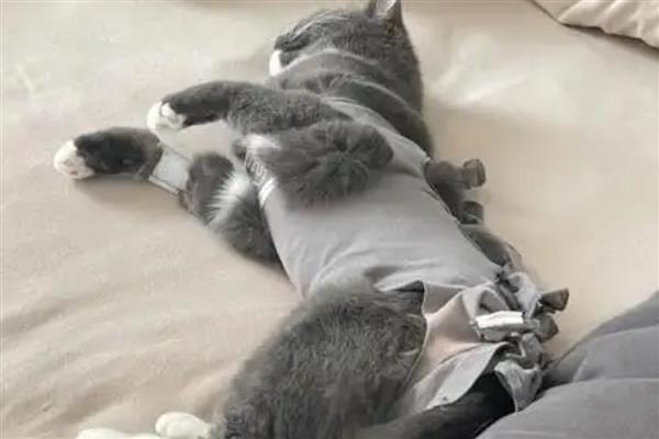 母猫绝育后几天是危险期，绝育后3天是危险期