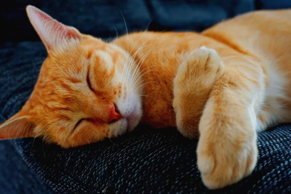 猫感冒的症状,具有喷嚏、流鼻涕等表现