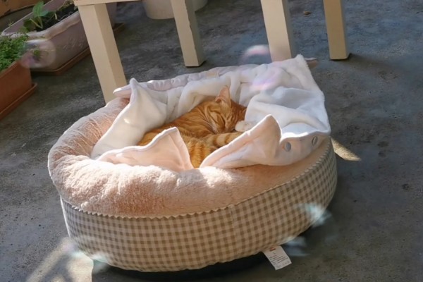 猫感冒的症状,具有喷嚏、流鼻涕等表现