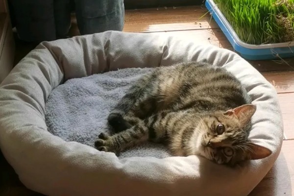 猫感冒的症状,具有喷嚏、流鼻涕等表现