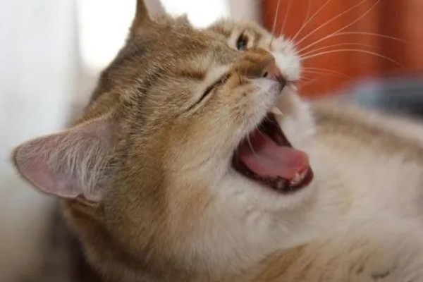 猫感冒的症状,具有喷嚏、流鼻涕等表现