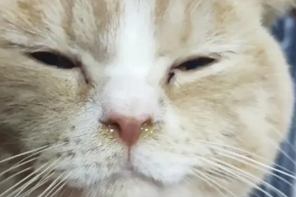 猫感冒的症状,具有喷嚏、流鼻涕等表现