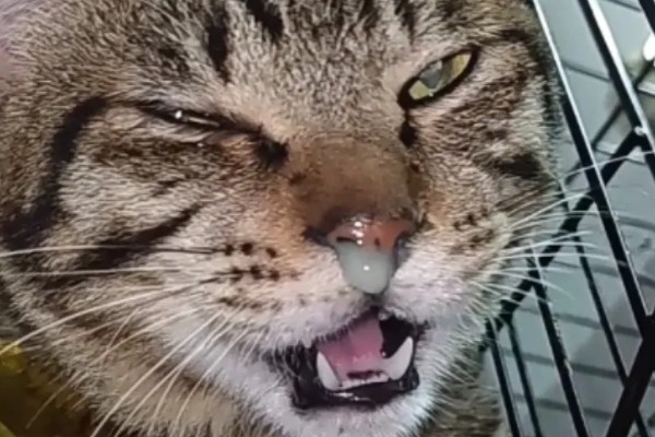 猫感冒的症状,具有喷嚏、流鼻涕等表现