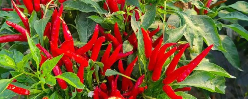 朝天椒的亩产量，一般能达到350-500公斤左右