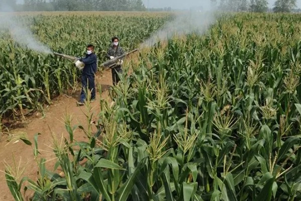 近年我国农业病虫害的特点,种类多、影响大、容易成灾