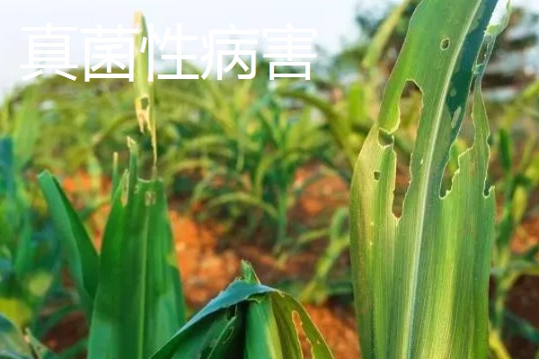 近年我国农业病虫害的特点,种类多、影响大、容易成灾