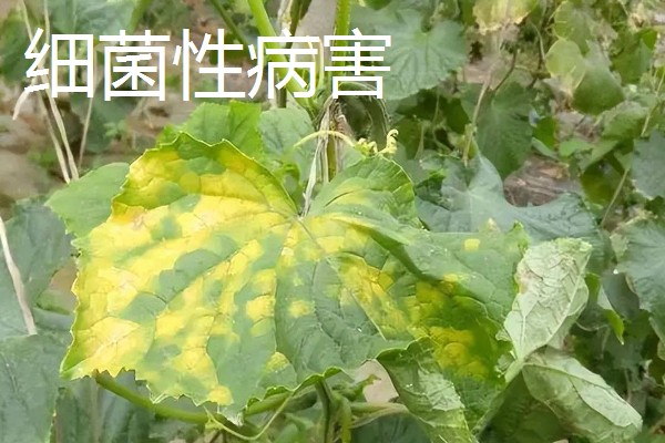 近年我国农业病虫害的特点,种类多、影响大、容易成灾