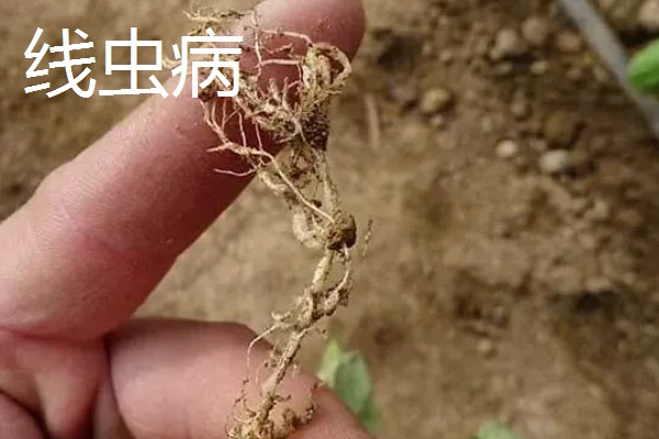 近年我国农业病虫害的特点,种类多、影响大、容易成灾