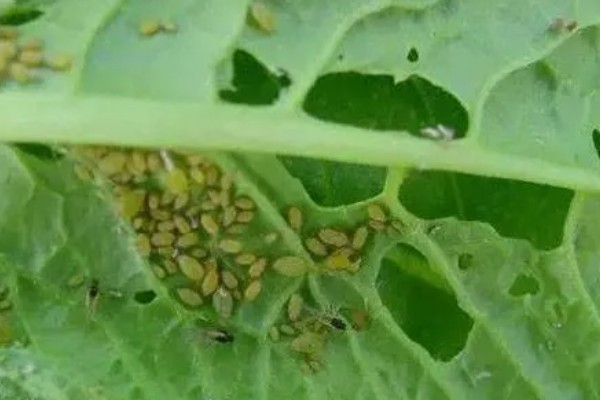 近年我国农业病虫害的特点,种类多、影响大、容易成灾