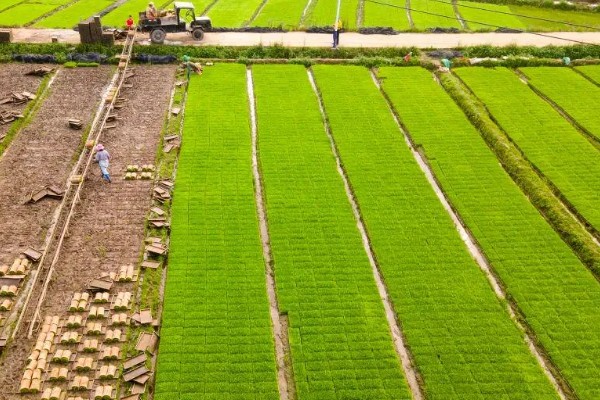 近年我国农业病虫害的特点,种类多、影响大、容易成灾