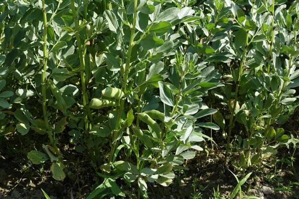 北方什么时候种植蚕豆，一般在3月上旬至4月中旬播种