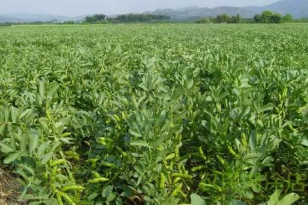 北方什么时候种植蚕豆，一般在3月上旬至4月中旬播种