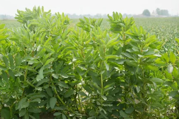 北方什么时候种植蚕豆，一般在3月上旬至4月中旬播种