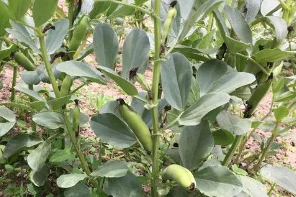 北方什么时候种植蚕豆，一般在3月上旬至4月中旬播种