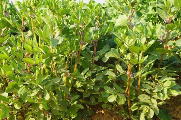 北方什么时候种植蚕豆，一般在3月上旬至4月中旬播种