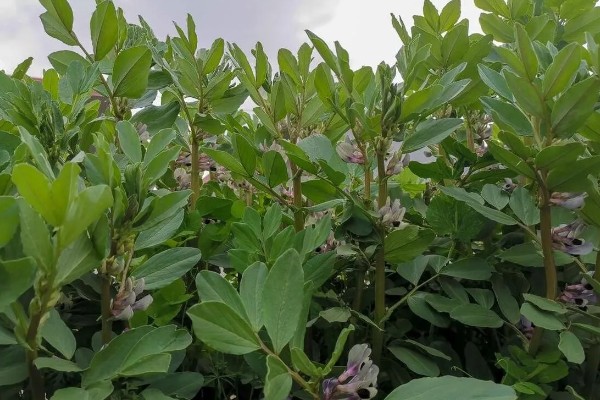 北方什么时候种植蚕豆，一般在3月上旬至4月中旬播种