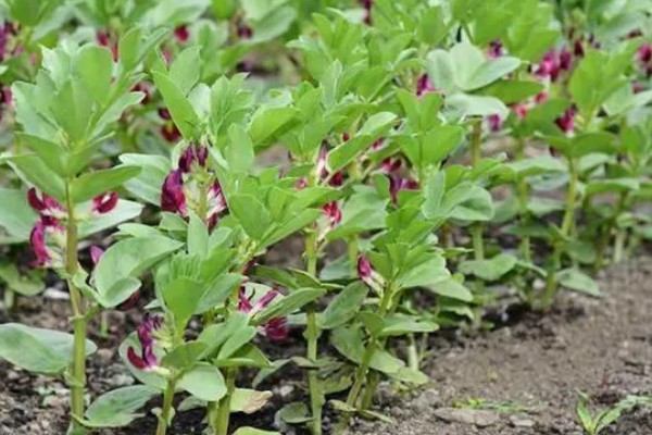 北方什么时候种植蚕豆，一般在3月上旬至4月中旬播种