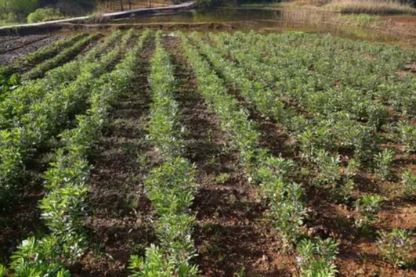 北方什么时候种植蚕豆，一般在3月上旬至4月中旬播种