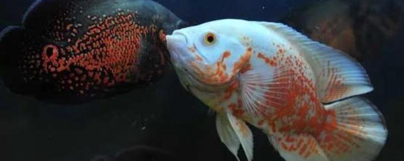 地图鱼不吃颗粒鱼食的原因，受到惊吓、发生疾病等均有可能