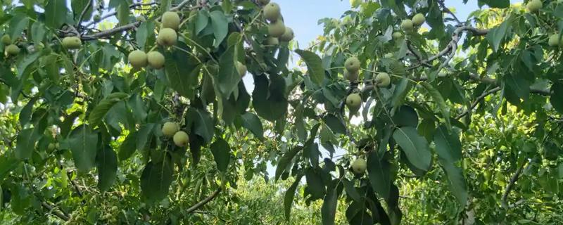 桃树硬核期用哪种肥料，氮磷钾复合肥和钙肥均可使用