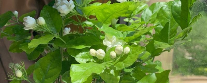 移栽茉莉要注意什么，在春秋季节移栽可提高成活率