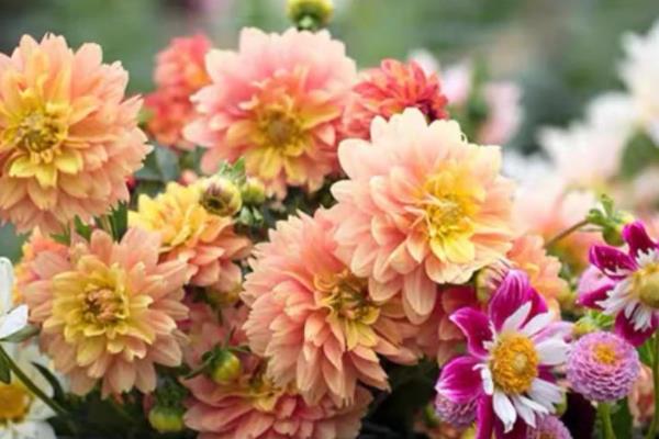 什么花的花语是暗恋男生，有石斛兰、大丽花等